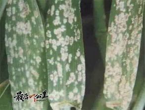 农业知识讲堂第二期 防治冬小麦病虫害这样做