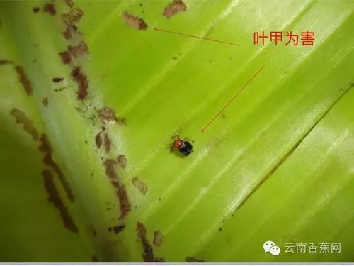 农业措施为主，化学措施为辅 香蕉病虫害防治的科学策略
