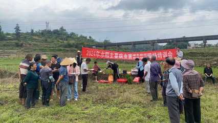 镇宁自治县强化水稻绿色防控与“两增一调”技术培训 助力粮食单产提升与病虫害防治