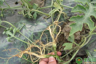 浅谈农作物种植中轻松识别病虫害的方法与农业病虫害防治活动