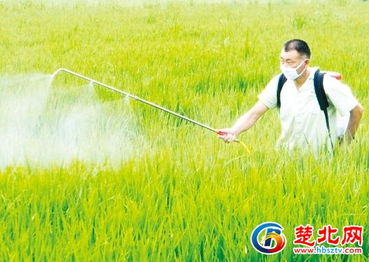 随县农科所深入田间指导 科学防治助力农业丰收