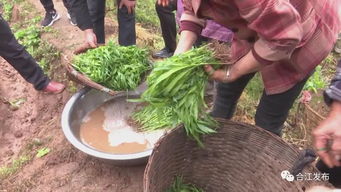 合江县农业农村局开展专项活动，为糯红高粱病虫害防治支招