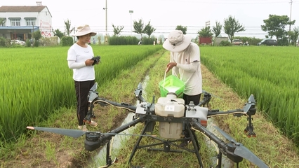 科技赋能，虫口夺粮 筑牢水稻丰收的绿色防线