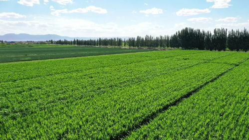 打造环保新风貌 金川区“全绿以赴”推进农业绿色防治