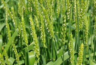 小麦穗期主要病虫害防治技术与综合管理措施