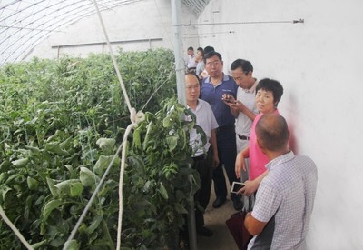 科技助农显担当——省蔬菜创新团队巨野扶贫侧记