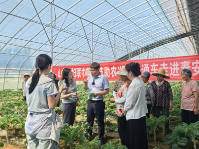 科技赋能羽衣甘蓝 山东省农科院蔬菜研究所专家团队为“网红蔬菜”高质量发展把脉开方