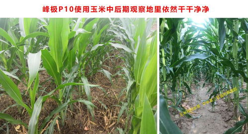 全新玉米田除草利器 四元复配，封杀全能，抗性杂草防治更优