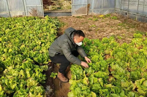 抓紧采收,春节期间 不打烊 ,崇明全力保障蔬菜生产供应