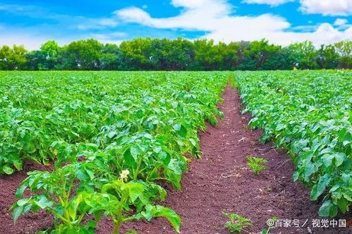 马铃薯常见病虫害防治全攻略 掌握要点综合防控，助力健康增产