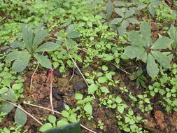 云南省农业厅开展农业病虫害防治活动，助力农业生产安全