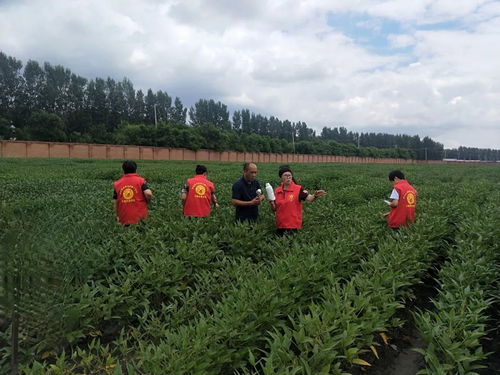 农技专家来支招 科学防控病虫害，高效补救水淹田