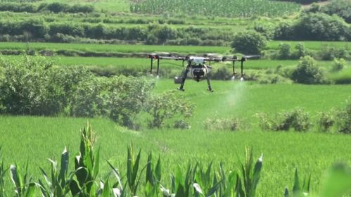 农业专家提醒 病虫害防治要因虫施策